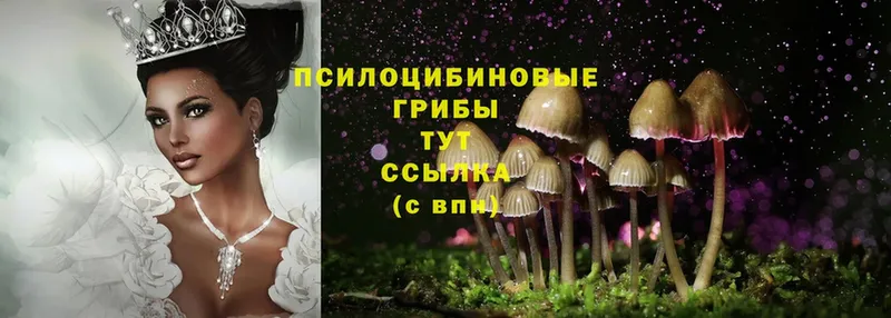 Галлюциногенные грибы Psilocybe  KRAKEN зеркало  Бежецк  магазин  наркотиков 